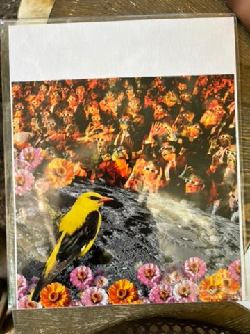 Golden Oriole with an Audience