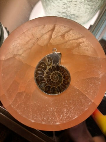 Ammonite Pendant with Silver Wire Mount