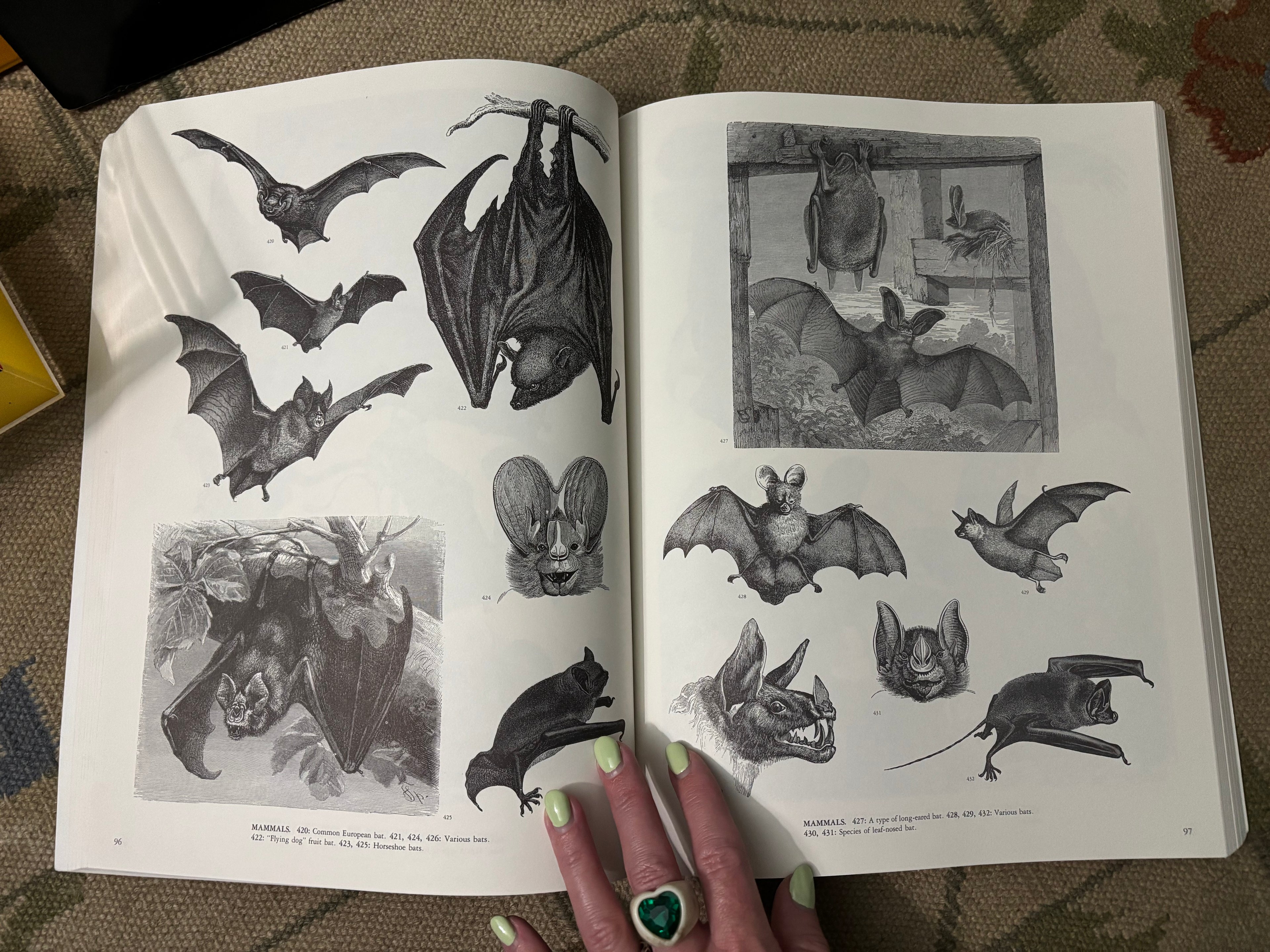 Animals: A Pictorial Archive from 19th Century Sources, by Jim Harter, 1979